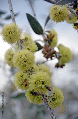 Bees pollinating yellow flowers of the Desmond Mallee, Eucalyptus desmondensis, family Myrtaceae. Endemic to Mount Desmond near Ravensthorpe in Western Australia.