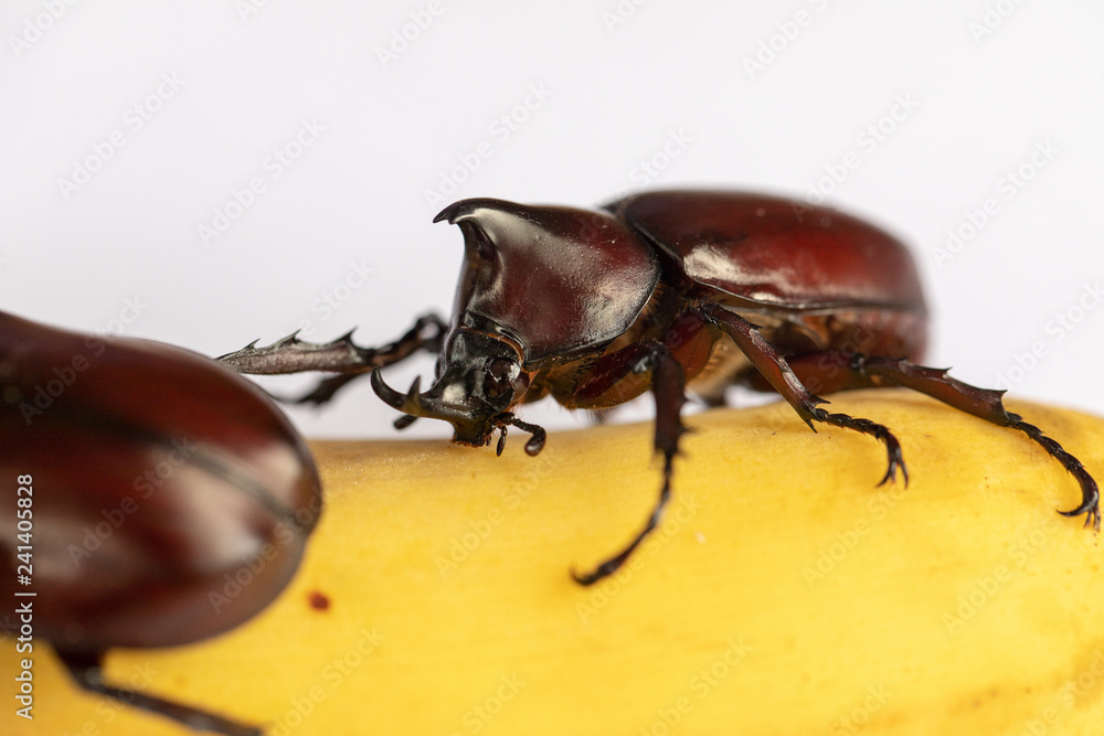Beetles, Insects, Bugs are a group of insects form the order Coleoptera,Animal samples for education in laboratory. Beetles, Insects, Bugs are a group of insects form the order Coleoptera,Animal samples for education in laboratory.