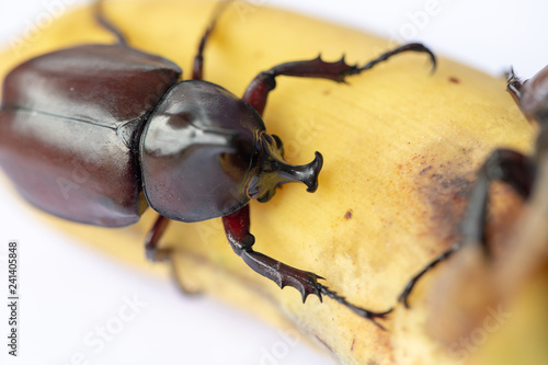 Beetles, Insects, Bugs are a group of insects form the order Coleoptera,Animal samples for education in laboratory. photo