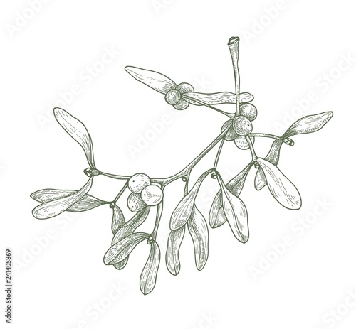 Hand drawn detailed drawing of mistletoe sprig with berries and leaves