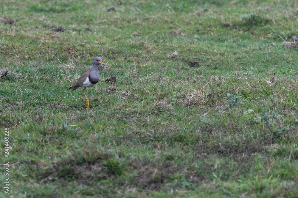 Alone-Grey-headed lapwing (Vanellus cinereus) Alone-Grey-headed lapwing (Vanellus cinereus)