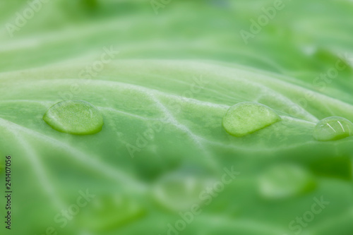 macro de gota de agua en hoja verde de berza