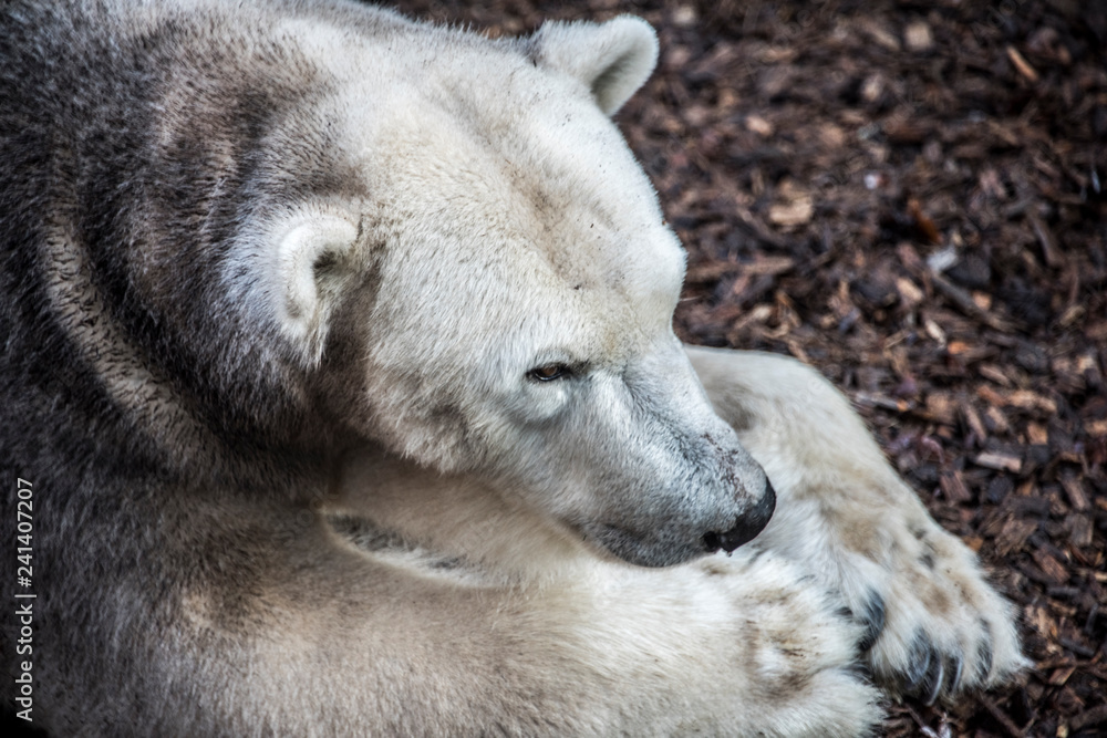 Fototapeta premium Polar bear