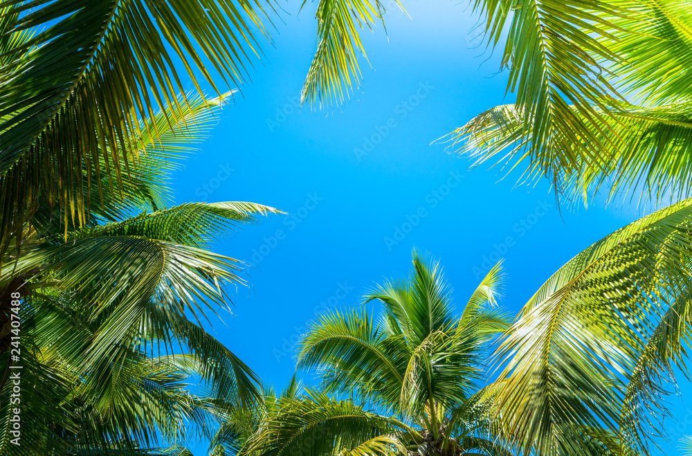 Coconut Palm tree with blue sky.