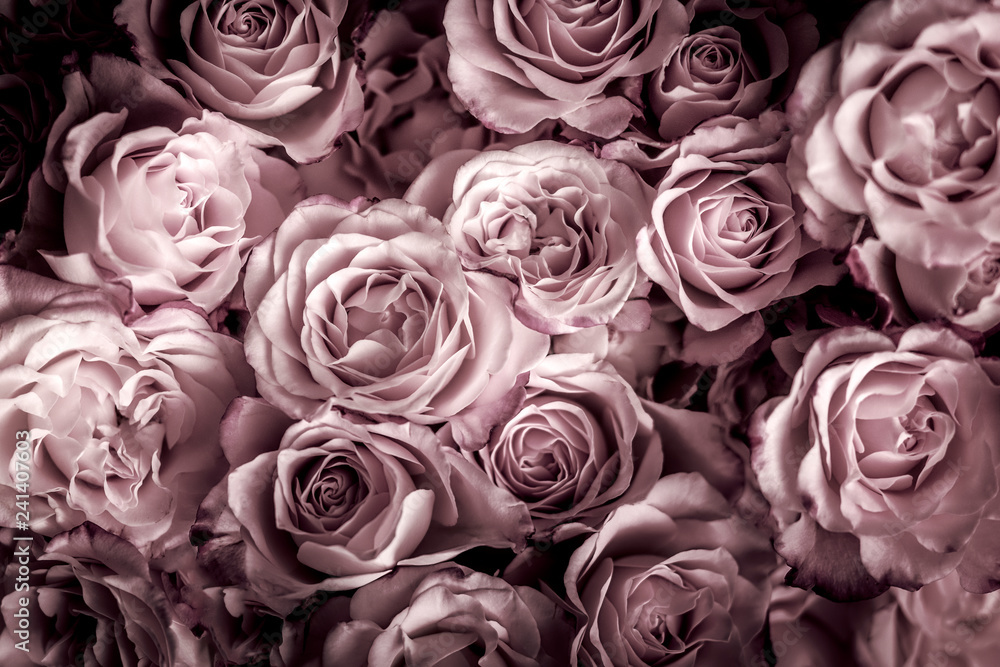 Rosen in pink dunkel, Hintergrund Stock-Foto | Adobe Stock