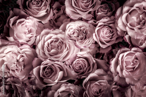 Rosen in pink dunkel  Hintergrund