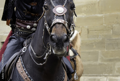 Medieval dressed horse