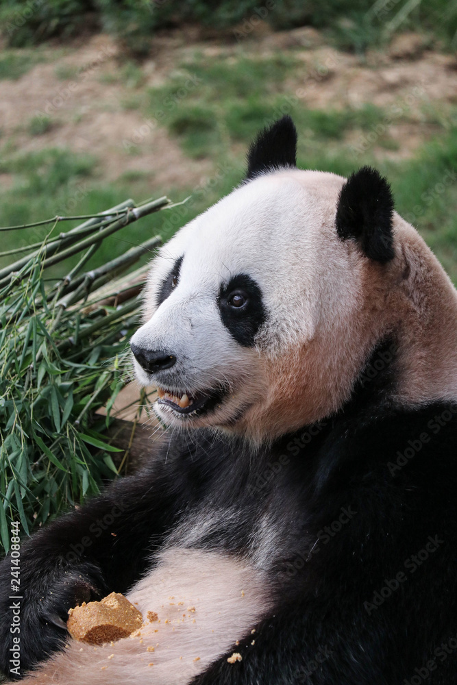 Fototapeta premium The big panda sits with a piece of food and looks forward to ope