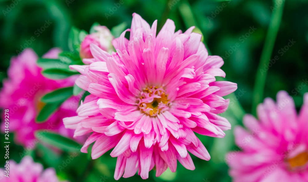 asters in the garden,spring tenderness mother's day