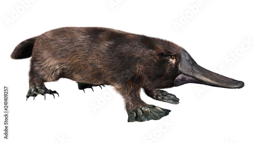 3D Rendering Platypus on White