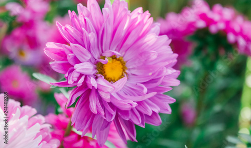 asters in the garden spring tenderness mother s day