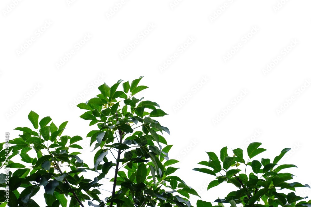 Top view a tropical tree leaves with branches on white isolated background for green foliage backdrop Top view a tropical tree leaves with branches on white isolated background for green foliage backdrop