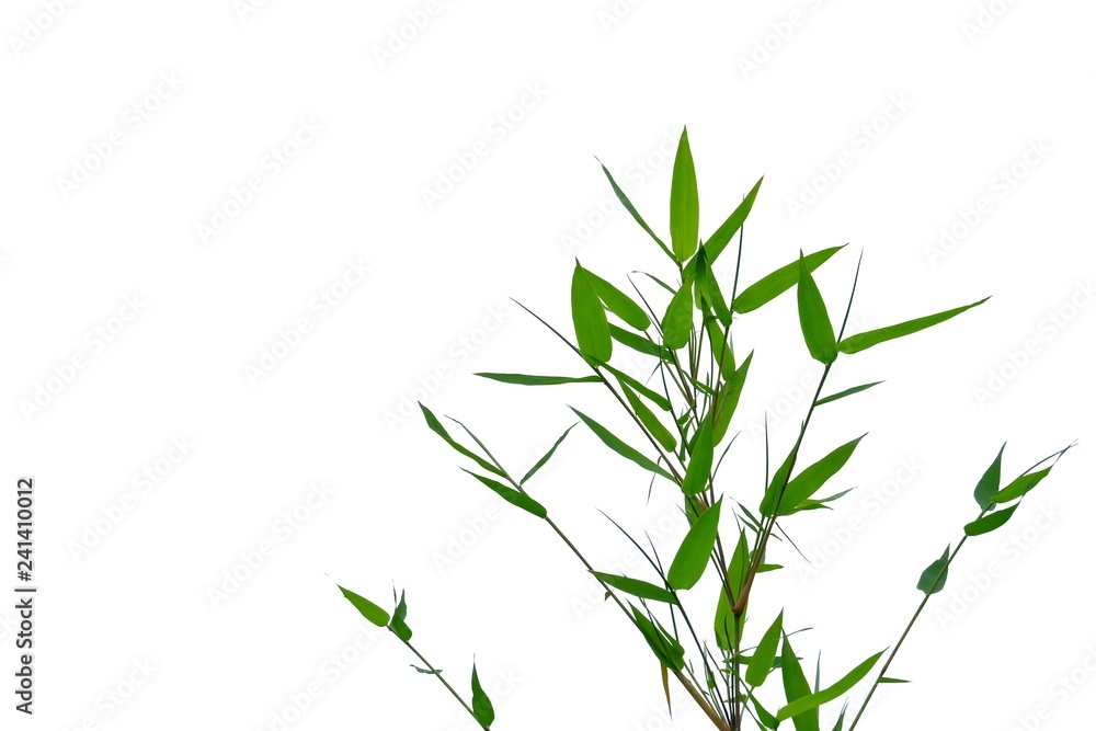 Bamboo branches leaves on white isolated background for green foliage backdrop Bamboo branches leaves on white isolated background for green foliage backdrop