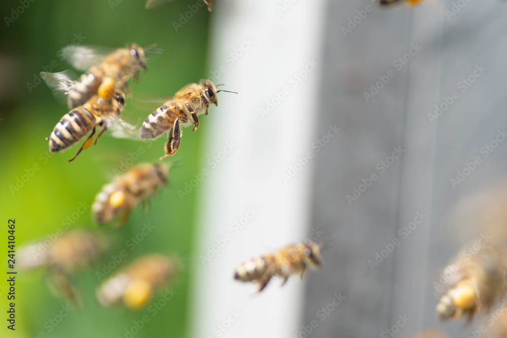 honey bee working honey bee working