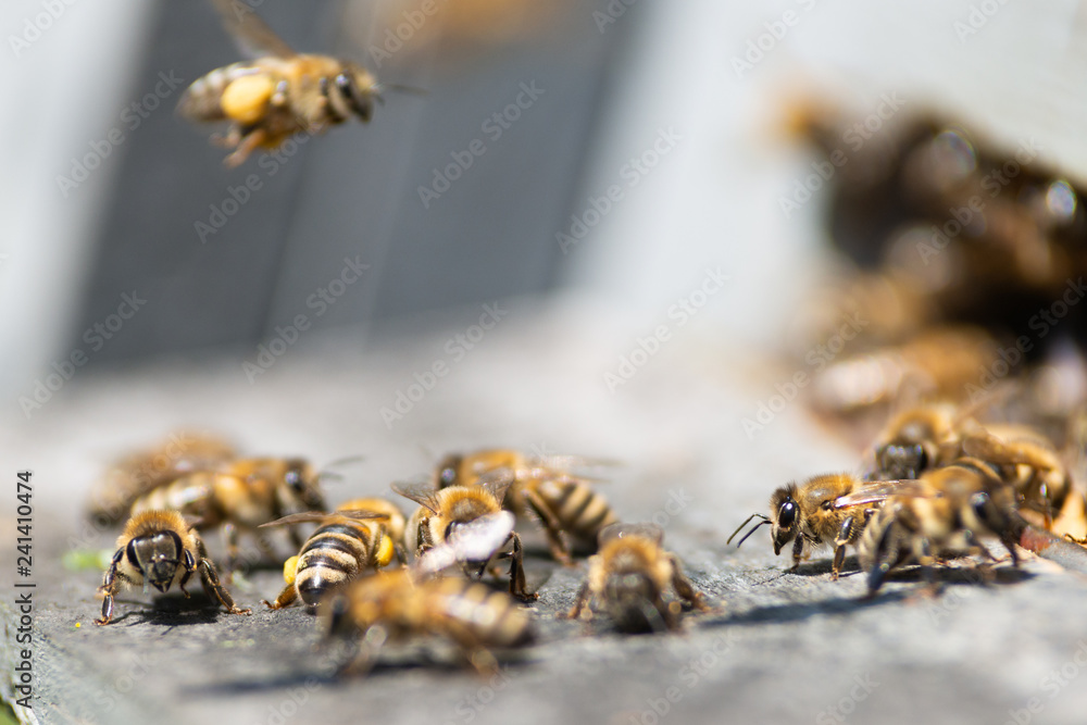 honey bee working honey bee working