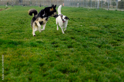 Happy dogs are playing together
