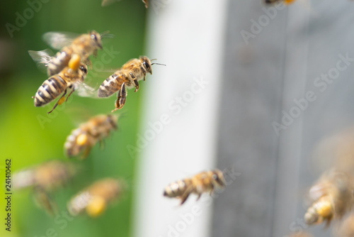 honey bee working © klagyivik