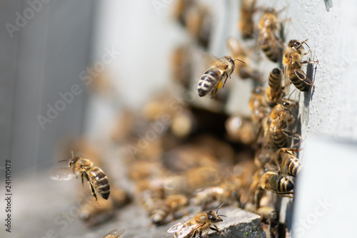 honey bee working