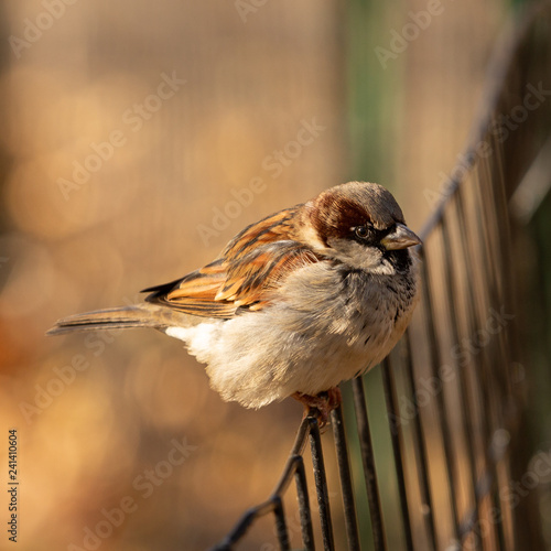 Photography Sparrow in the Central Park