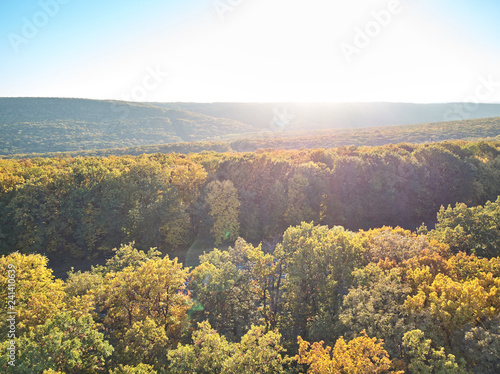 Aerial shot of the autumn forest