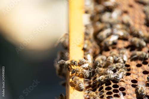 honey bee working © klagyivik