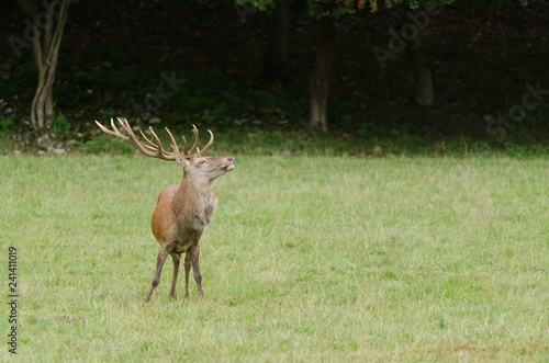 Cerf dans une prairie