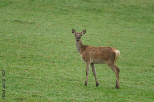 Cerf dans une prairie