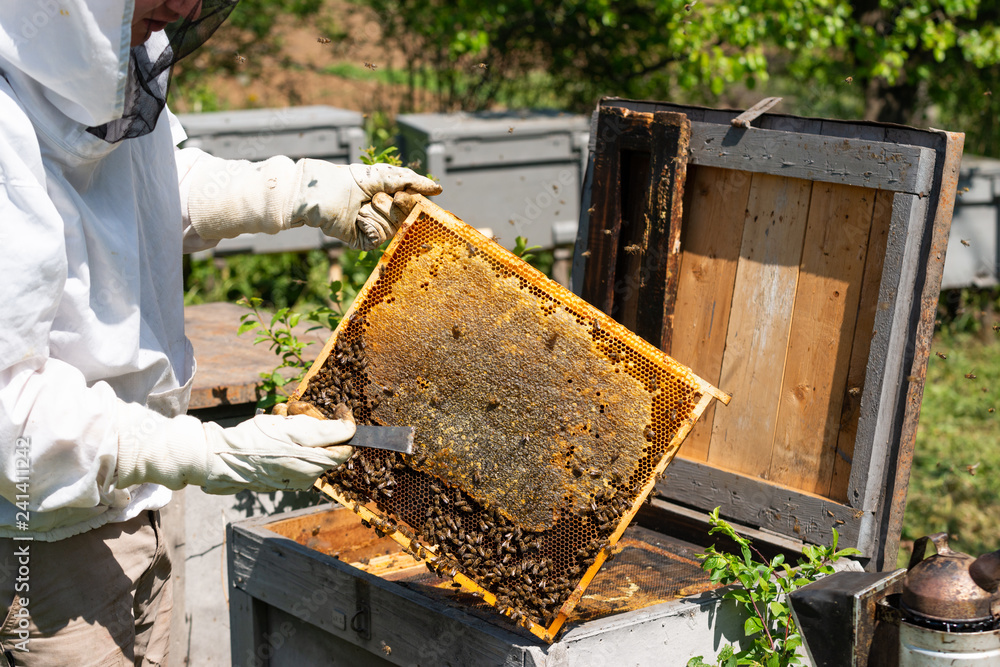 honey bee working