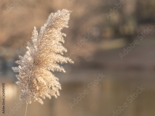 Wild grass