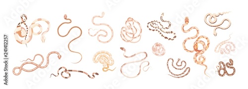 Set of snakes or serpents of different type, size, skin pattern and color isolated on white background. Collection of exotic carnivorous wild reptiles. Colorful vector illustration in flat style.