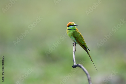 Green Bee-eater ,Common bird in Thailand