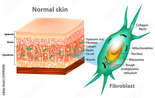 Fibroblast and Human skin structure (Muscles, Fat cell, Hyaluronic acid, Elastin, Collagen, Fibroblast).  photo