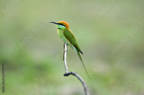 Green Bee-eater ,Common bird in Thailand