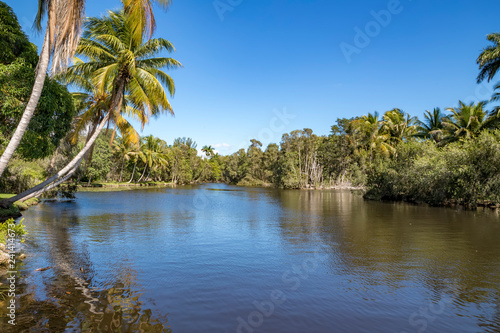Beautiful view of river and palms in Laguna del Tesoro  Cuba