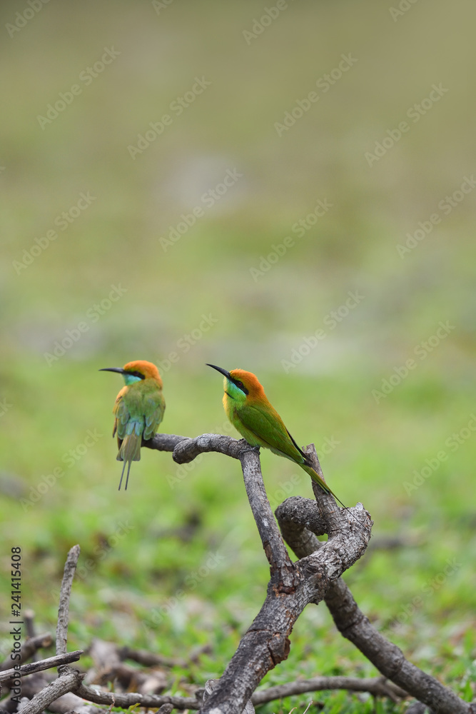 Obraz premium Green Bee-eater ,Common bird in Thailand