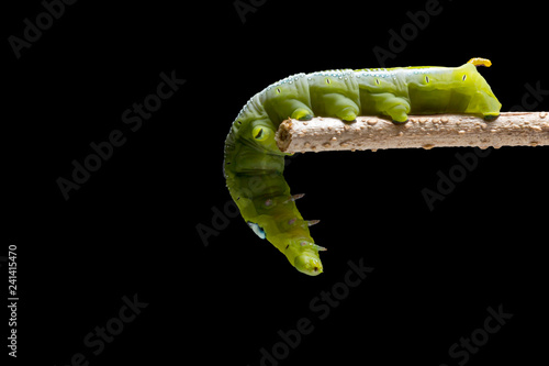 Oleander hawk-moth  Caterpillar or Army green moth  Caterpillar (Daphnis nerii, Sphingidae) climb at plant, isolated on black background