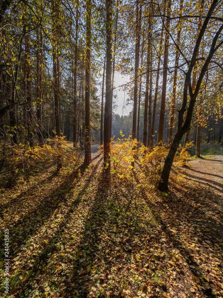 Naklejka premium Autumn sun in the forest through the yellowing trees