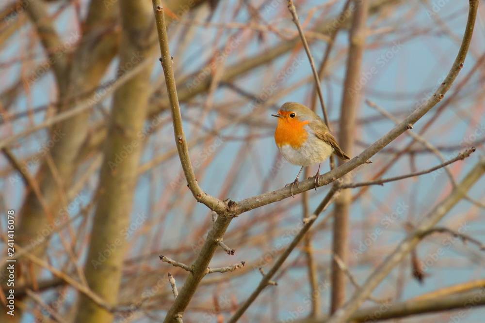 Robin bird on twig Robin bird on twig