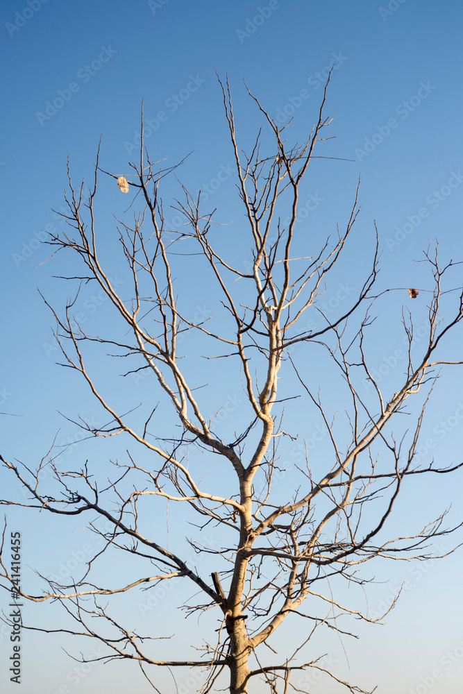 Branch tree without leaf on blue sky. Branch tree without leaf on blue sky.