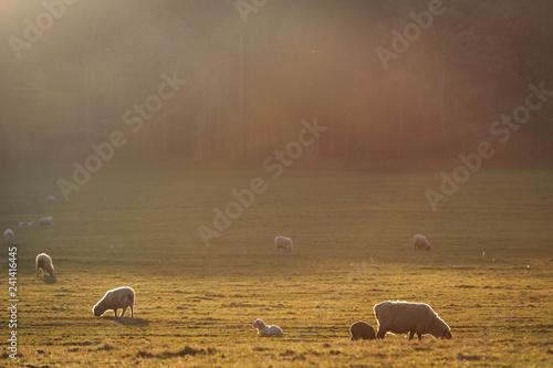 herd of sheep in a field