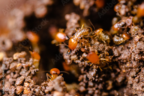Common Termites © Petrus Bester