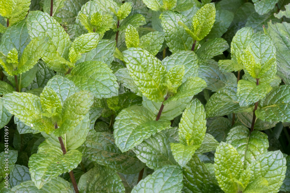Close up of mint leaves in a backyard garden Close up of mint leaves in a backyard garden