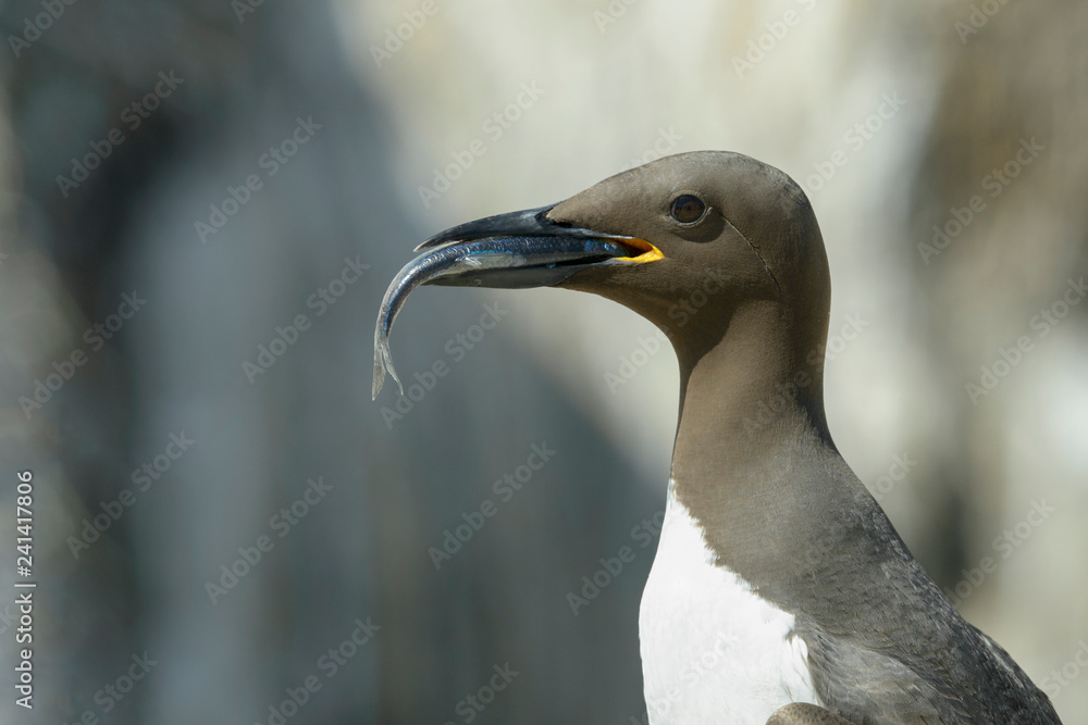 Φωτογραφία Guillemot (Uria aalge) portrait with caught fish, Farne Islands, Northumberland, England, UK