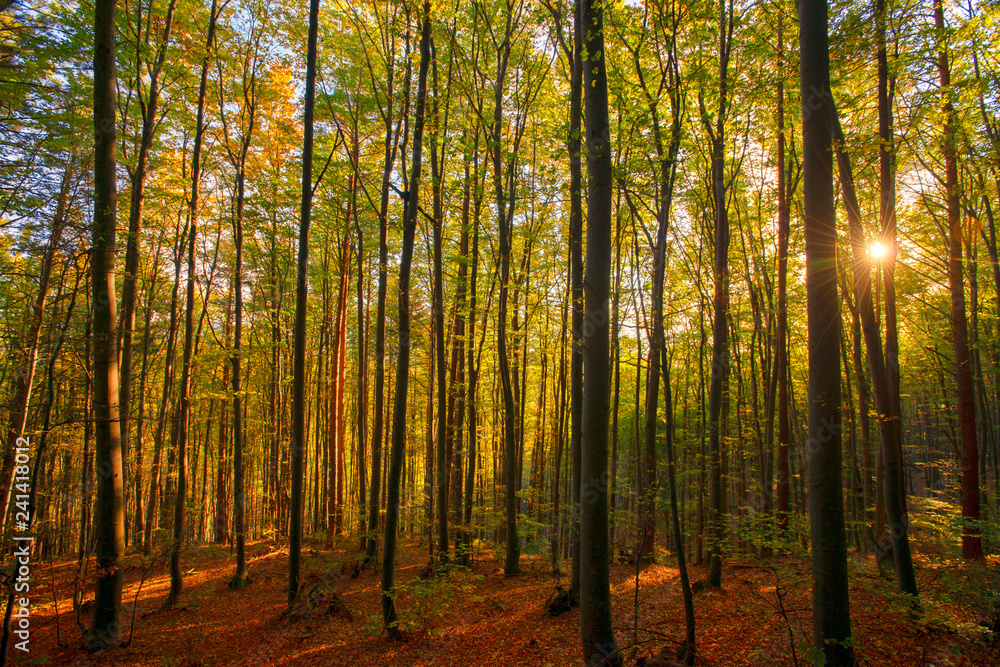 Fototapeta premium Forest in autumn light