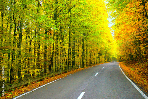 Road trough the forest in autumn season