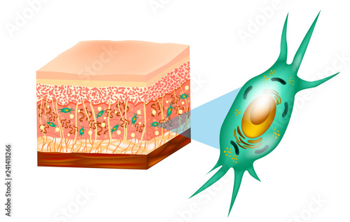 Fibroblast and Human skin structure (Muscles, Fat cell, Hyaluronic acid, Elastin, Collagen, Fibroblast).  photo