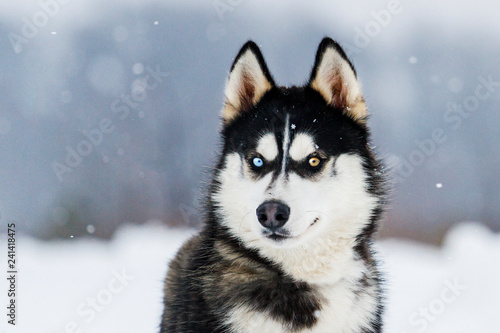 Husky with colorful eyes