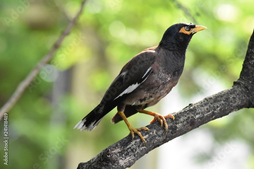 blackbird on a branch © sijo