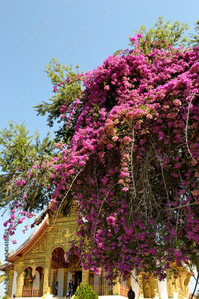 Blooming tree with Buddhist temple in the background