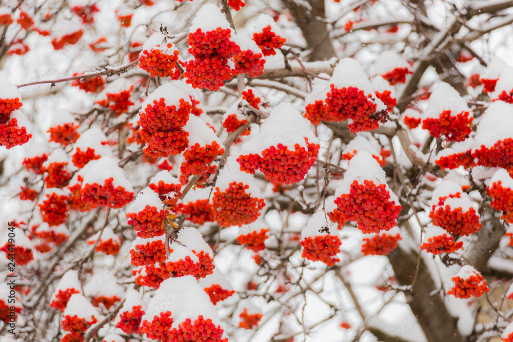 Snow and frost on the tree branches. Ripe bunches of Rowan. Winter day. Snow and frost on the tree branches. Ripe bunches of Rowan. Winter day.